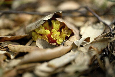 BUITEN BEELD Foto: 439075