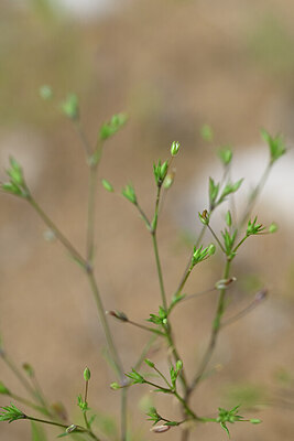 BUITEN BEELD Foto: 439085