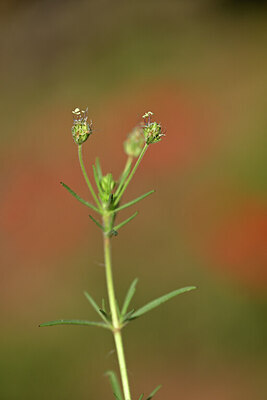 BUITEN BEELD Foto: 439090