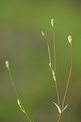 BUITEN BEELD Foto: 439101