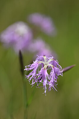 BUITEN BEELD Foto: 439106