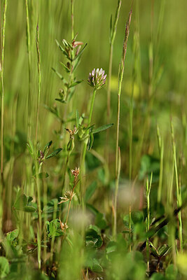 BUITEN BEELD Foto: 439108