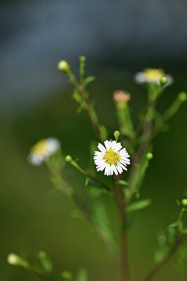 BUITEN BEELD Foto: 439111