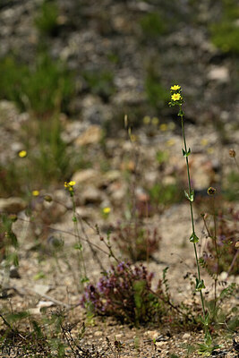 BUITEN BEELD Foto: 439113