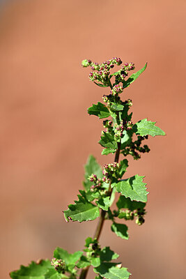 BUITEN BEELD Foto: 439114