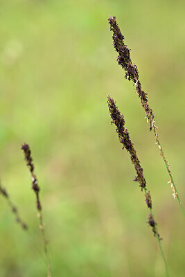 BUITEN BEELD Foto: 439119