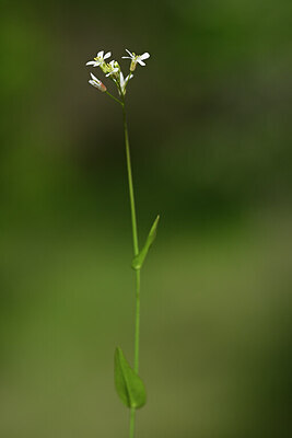 BUITEN BEELD Foto: 439121
