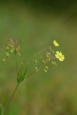 BUITEN BEELD Foto: 439125