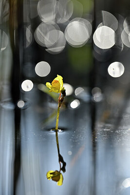 BUITEN BEELD Foto: 439126