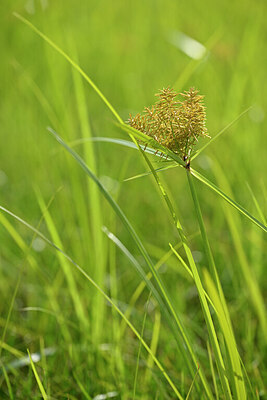 BUITEN BEELD Foto: 439127