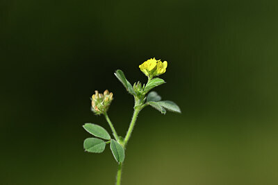 BUITEN BEELD Foto: 439129
