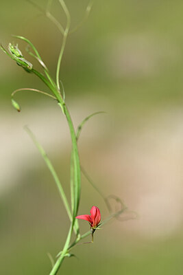 BUITEN BEELD Foto: 439130