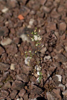 BUITEN BEELD Foto: 439132