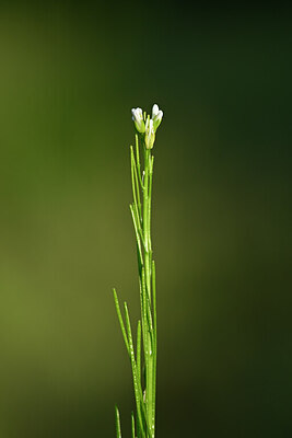 BUITEN BEELD Foto: 439134