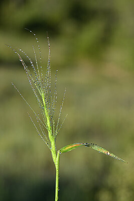 BUITEN BEELD Foto: 439136