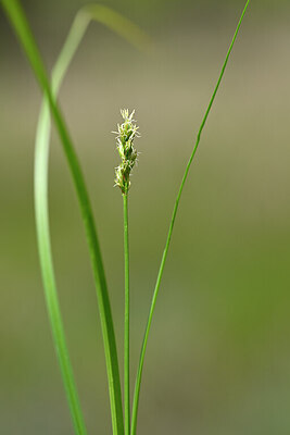BUITEN BEELD Foto: 439137