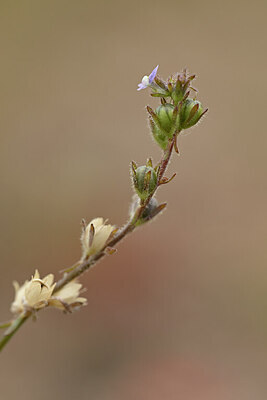BUITEN BEELD Foto: 439139