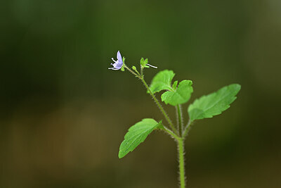 BUITEN BEELD Foto: 439140