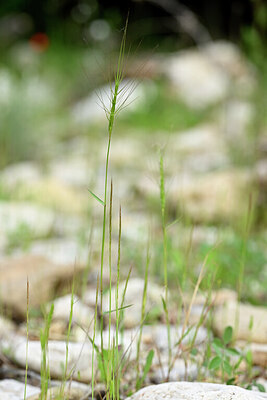 BUITEN BEELD Foto: 439143