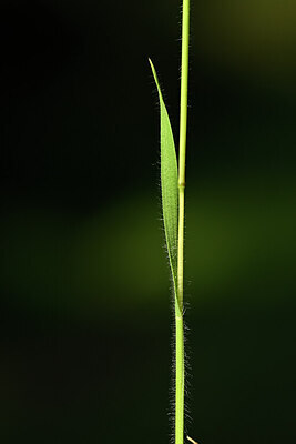 BUITEN BEELD Foto: 439144
