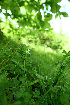 BUITEN BEELD Foto: 439146