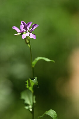 BUITEN BEELD Foto: 439147