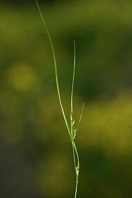 BUITEN BEELD Foto: 439150