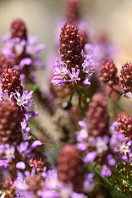 BUITEN BEELD Foto: 439151