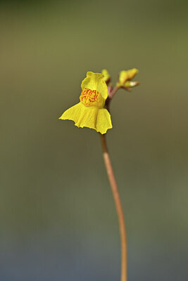 BUITEN BEELD Foto: 439159