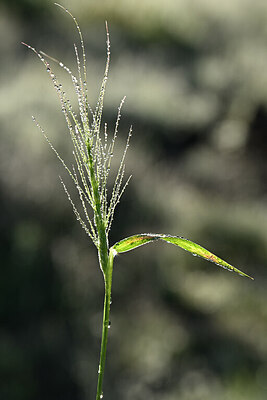 BUITEN BEELD Foto: 439170