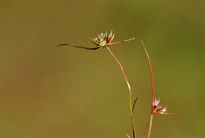 BUITEN BEELD Foto: 439176