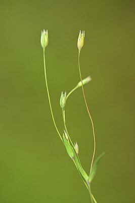BUITEN BEELD Foto: 439177