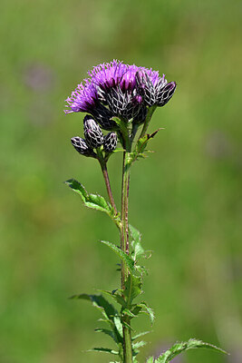 BUITEN BEELD Foto: 439178