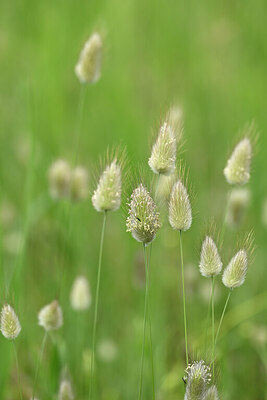 BUITEN BEELD Foto: 439179