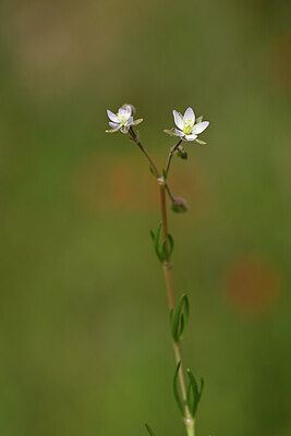 BUITEN BEELD Foto: 439183