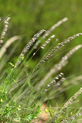 BUITEN BEELD Foto: 439185
