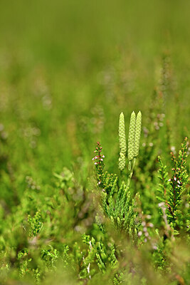 BUITEN BEELD Foto: 439199