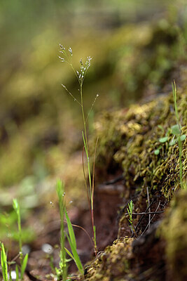 BUITEN BEELD Foto: 439200