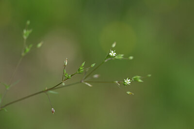 BUITEN BEELD Foto: 439201