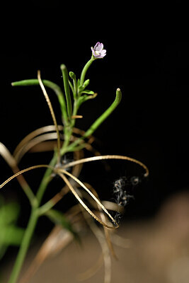 BUITEN BEELD Foto: 439205