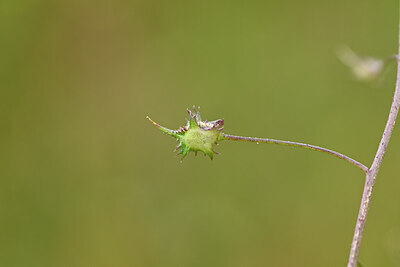 BUITEN BEELD Foto: 439206