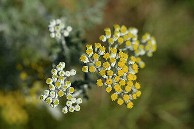 BUITEN BEELD Foto: 439207