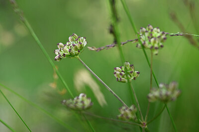 BUITEN BEELD Foto: 439208