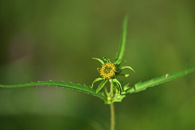 BUITEN BEELD Foto: 439210