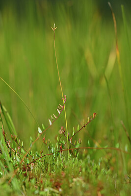BUITEN BEELD Foto: 439211