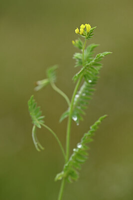 BUITEN BEELD Foto: 439212