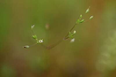BUITEN BEELD Foto: 439219