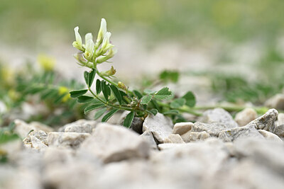 BUITEN BEELD Foto: 439220