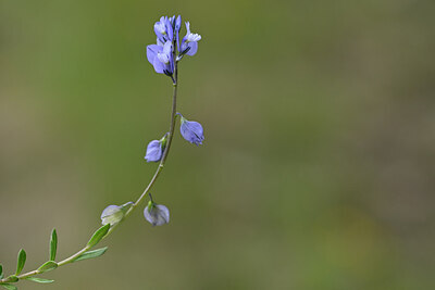 BUITEN BEELD Foto: 439222