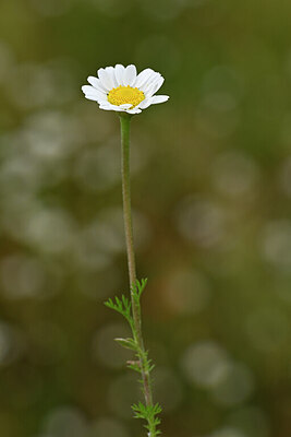 BUITEN BEELD Foto: 439224